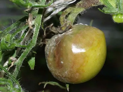 Почему на стеблях томатов появляются язвы и черные пятна