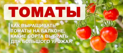 Почему стебли томата покрылись коричневыми пятнами? - ответы экспертов  7dach.ru