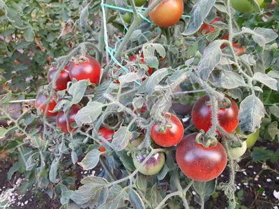 Болезни томатов