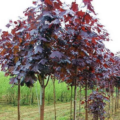 Acer platanoides 'Faassen's Black', Клен остролистный 'Фаасенс  Блэк'|landshaft.info