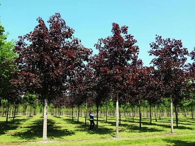 Acer platanoides 'Faassen's Black', Клен остролистный 'Фаасенс  Блэк'|landshaft.info