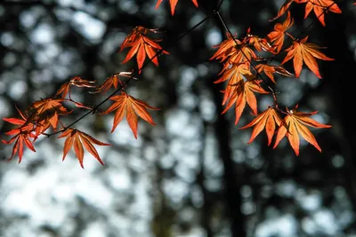 Листья клена Кореи, Palmatum Atropurpureum Acer Темный - красный пернатый  клён, яркое голубое небо на предпосылке Стоковое Фото - изображение  насчитывающей разрешение, естественно: 93486284