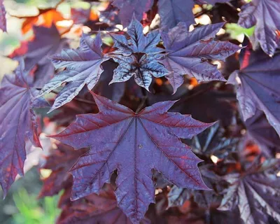 Клен японський \"\"BLACK LACE\". ACER PALMATUM \"BLACK LACE\".: продажа, цена в  Николаеве. Сад, общее от \"Екзотичнi квiти, дерева та чагарники\" - 1452497864