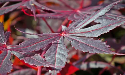 Клен остролистный Фасенс Блэк (Штамб) (Acer platanoides Faassen's Black Std)