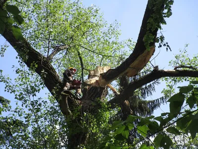 2 черный тополь, Populus Nigra Стоковое Фото - изображение насчитывающей  оливка, сельско: 84751500