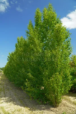 Тополь купить в Киеве недорого, цена — Садовый Центр Greensad