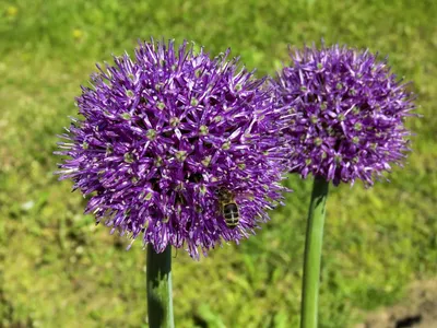 Рокамболь. Слоновий чеснок - Allium Ampeloprasum, гигантский, египетский лук,  испанский чеснок, луко-чеснок - Сайт 4esno4ok