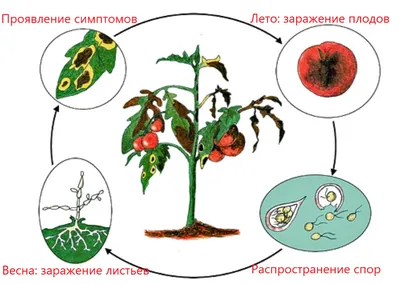 Фитофтора на помидорах и других пасленовых: как предотвратить и почему так  важен правильный полив? | Nika Poliv - автополив в Республике Башкортостан  | Дзен