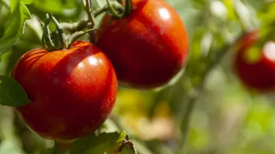 Спасаем помидоры и огурцы от вредителей и болезней: Общество: Облгазета