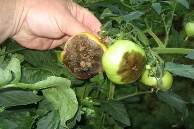 Фитофтора на помидорах исчезнет навсегда - простое дедовское средство —  УНИАН