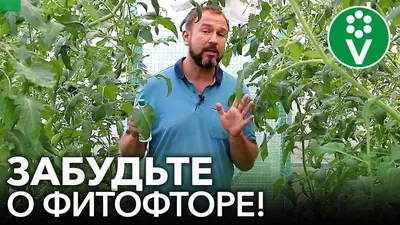 Фитофтороз томатов. Профилактика и меры борьбы — Ботаничка