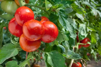 Лечение фитофтороза томатов - Agro-Market24