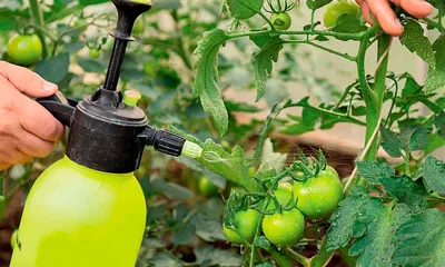 Фитофтороз томатов в теплице - причины, профилактика и методы борьбы с  заболеванием