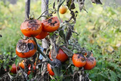 Как предупредить развитие фитофтороза на томатах - Росгрядка