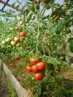 Фитофтора на томатах: фунгициды от фитофторы и профилактика - \"Професійне  насіння\"
