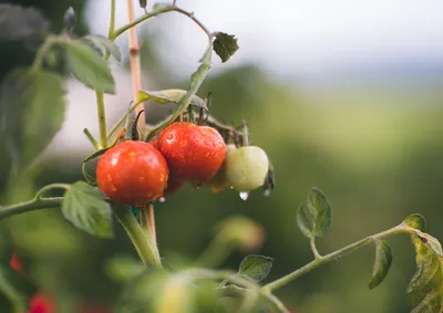 Фитофтора на помидорах – как бороться – народные методы и советы садоводов