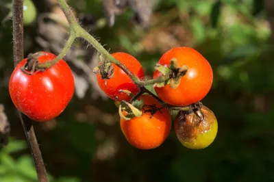 Профилактика фитофторы на томатах: чем обработать томаты?