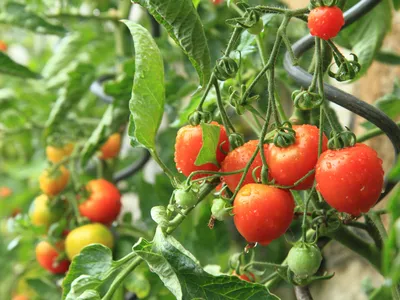 Пандемия огородного масштаба. Как предотвратить фитофтороз томатов? | Пикабу