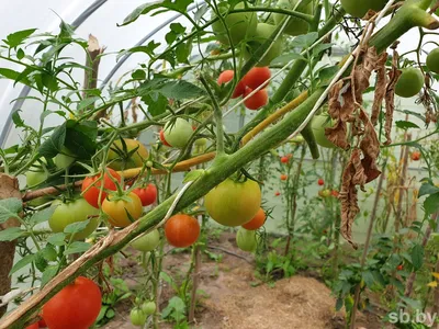Фитофтора на помидорах: как бороться? | Агропромышленный вестник