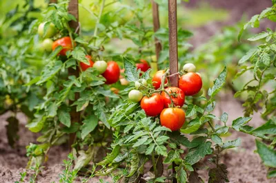 Особое внимание - фитофтора на помидорах - Good Harvest | Семена |  Удобрения | Средства защиты растений