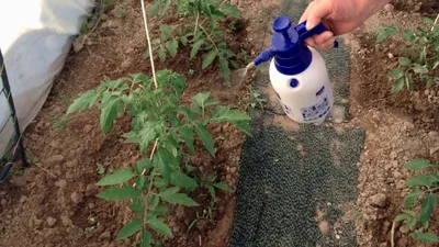 Используйте это в борьбе с фитофторой, если хотите вырастить качественные  помидоры без химии