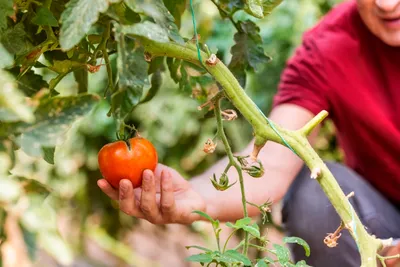Спасаем помидоры от тумана: народные рецепты борьбы с фитофторой