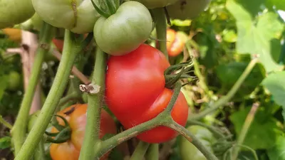 Фитофтора на рассаде помидоров: что это такое, чем обработать томаты, а  также профилактика и фото больного растения
