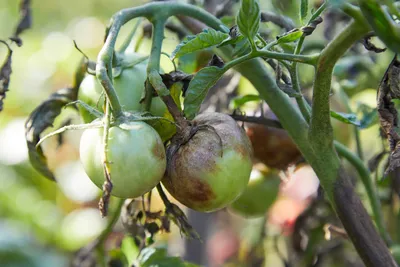 Чем опрыскать томаты от фитофторы? Народные средства, фунгициды и  биопрепараты. Фото — Ботаничка