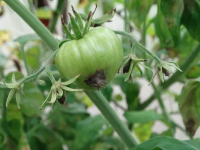 Фитофтороз томатов. Как распознать и защитить урожай?