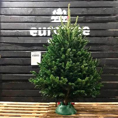 🌲ПИХТЫ ИЗ ДАНИИ🎄ЖИВЫЕ ЁЛКИ БЕЛАРУСЬ (@datskie_elki.by) • Instagram photos  and videos