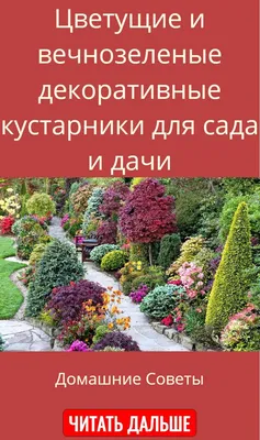 Декоративные кустарники для сада, карликовые декоративные кустарники – как  вырастить и постричь правильно | Houzz Россия