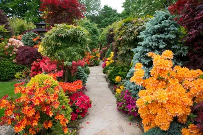 🌳🌿 Малоуходные кустарники для вашего сада Декоративные кустарники-неотъемлемая  часть каждого садового участка. Они добавляют рельефа и… | Instagram