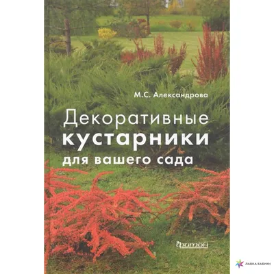 ТОП 10 декоративных кустарников для безупречного сада: сорта и описания! |  Цветы