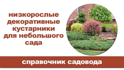 Интересные декоративные кустарники | Школа полного цикла по ландшафтному  дизайну Натальи Мягковой | Сад по-новому