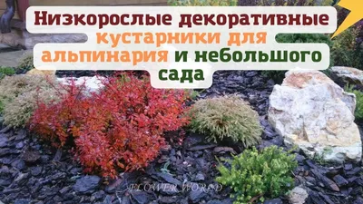 Весеннее цветение декоративных кустарников | Школа полного цикла по  ландшафтному дизайну Натальи Мягковой | Сад по-новому