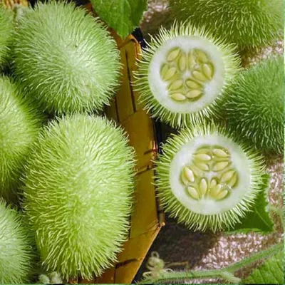 Декоративные полосатые огурцы, зеленые плоды с колючками Stock Photo |  Adobe Stock