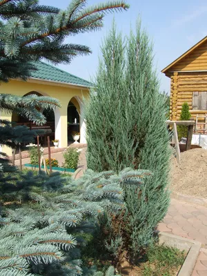 Декоративные деревья и кустарники для сада на Урале (с фото) | ТерраДом Инфо