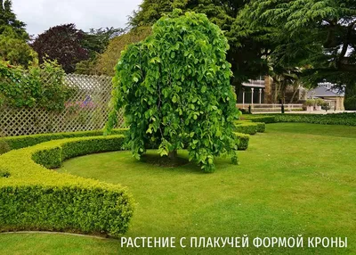 Лиственные декоративные деревья для сада с компактной кроной - статьи о  растениях