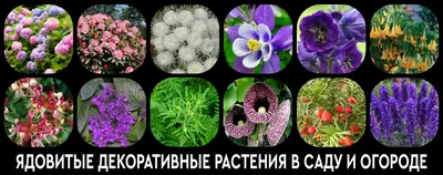 Хвойные растения от садового центра \"Усакдьба\" - Электронная газета  727373-info.ru