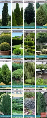 10 восхитительных деревьев для сада, которые можно попробовать вырастить в  Подмосковье — Roomble.com