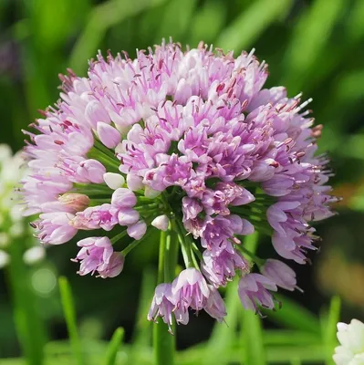 Allium * Декоративный лук | Allium * Декоративный лук | Flickr