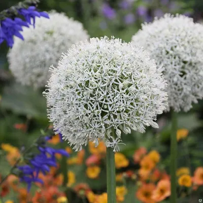 Лук декоративный Allium Summer Beauty 490 руб. AGRO48332