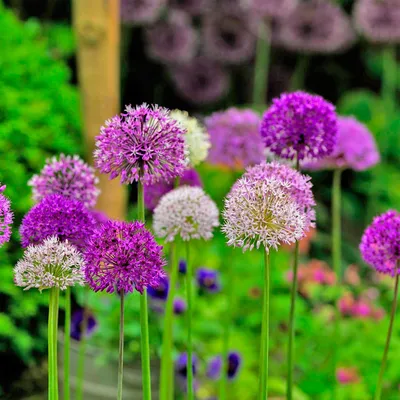 Лук декоративный (Аллиум) Гигантеум / (Allium giganteum) - Аллиумы ( Декоративные луки) - купить недорого аллиум в Москве в интернет-магазине  Сад вашей мечты