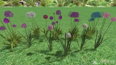 База растений «Лук декоративный (Аллиум) 3d» для Realtime Landscaping  Architect | flokus.ru - ландшафтный дизайн