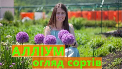 Аллиум: выращивание, уход, размножение — FloweryVale.ru