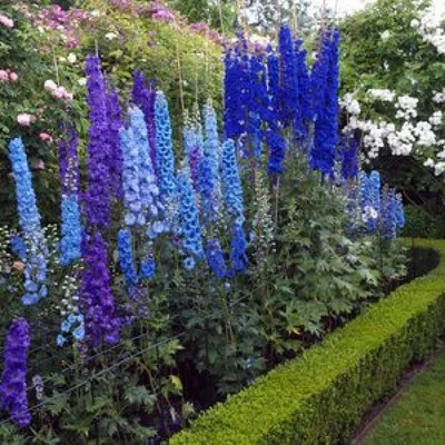 Discover the Delphinium: How and When to Plant this Beautiful Perennial