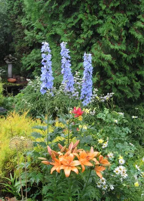 Дельфиниум культурный сине-фиолетовый с переливами (Delphinium cultorum) -  семена