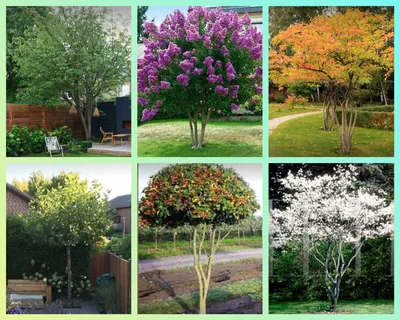 10 деревьев и крупных кустарников для маленького сада и их ценность. В  каждом саду должно расти хотя бы одно декоративное дерево! | Ландшафтный  дизайн для не-дизайнеров | Дзен