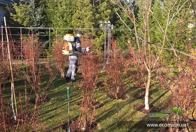 Опрыскивание и обработка сада и деревьев осенью от вредителей