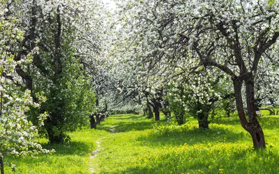Уход за плодовыми деревьями весной, летом, осенью и зимой: правила и  рекомендации